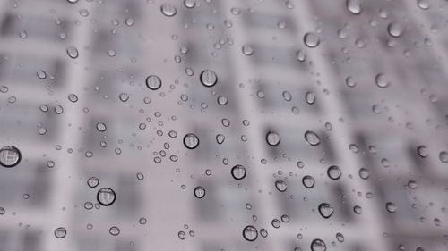 电脑壁纸 摄影 静物写真 透明的雨滴