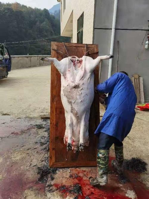 隆木乡下杀猪过程