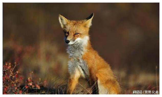 不同种类叫声也不一样,本来的声音大致是嗷嗷嗷的叫狐狸的叫声,有时像