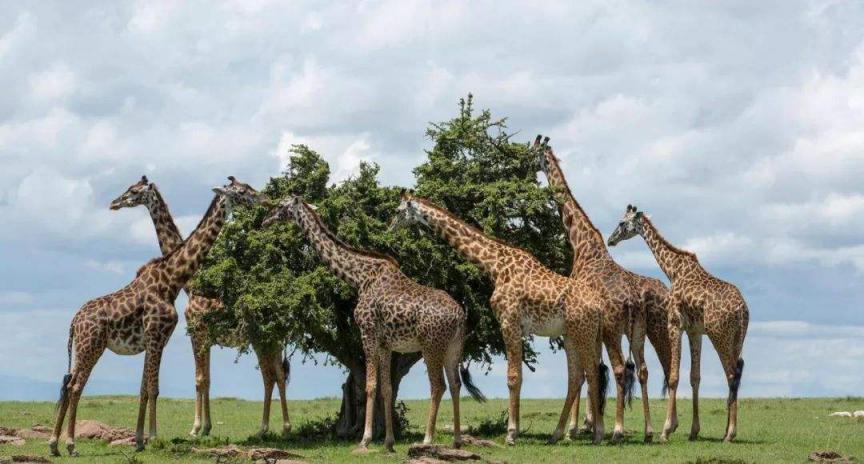 世界上脖子最长的动物,不谈史前的生物,应该就是长颈鹿了