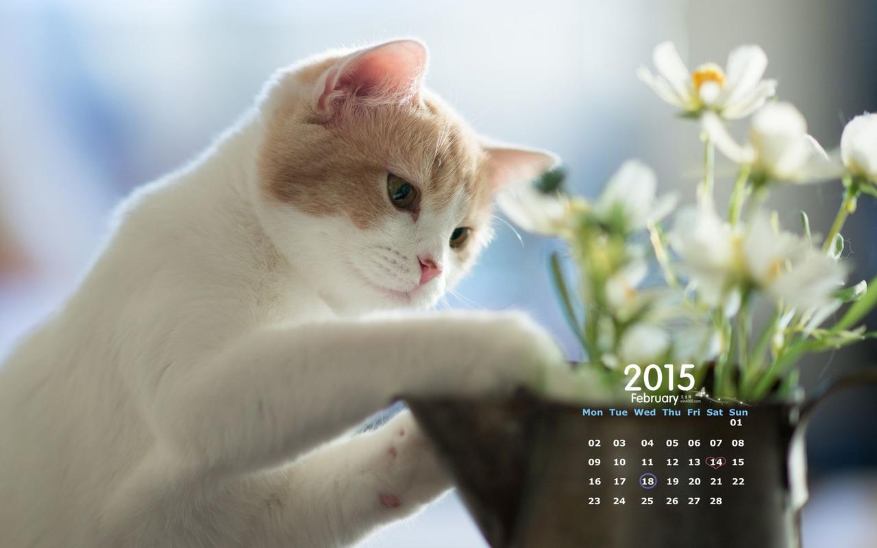 这套2015年2月日历壁纸机灵可爱的萌宠小猫咪高清图片下载是