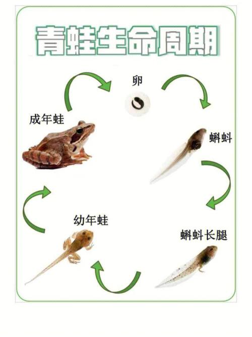 科学区青蛙的生命周期73