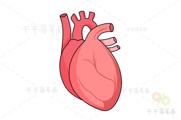 人体器官 心脏简笔画_健康生活简笔画