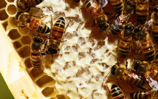 蜜蜂吃白糖会产蜂蜜吗?