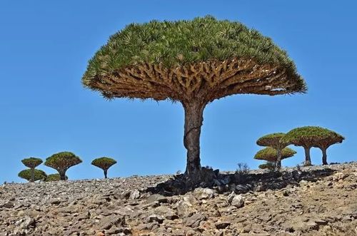 世界上最长寿的树是什么树名字