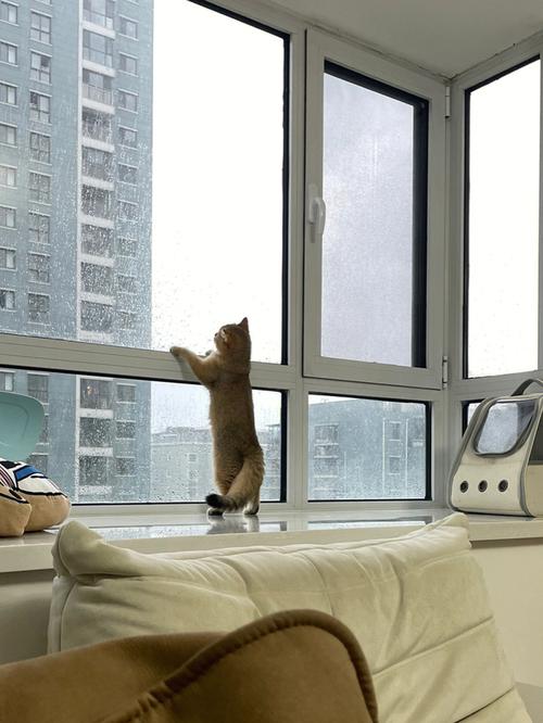 一到下雨天就会盯着窗外看个不停#雨天治愈  #小猫咪