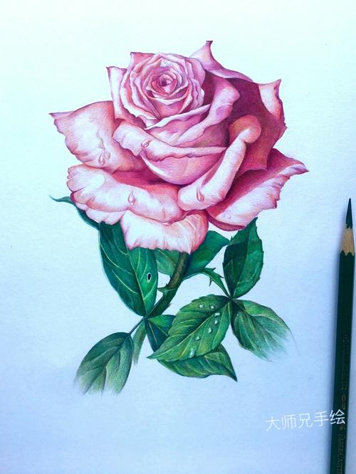 彩铅玫瑰手绘图片教程