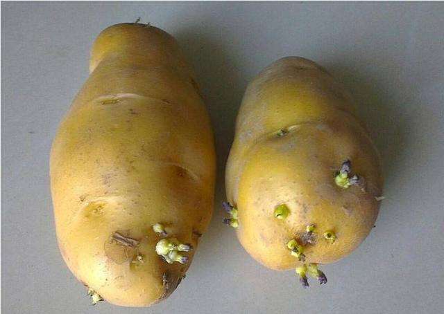 发芽的土豆为什么有毒?