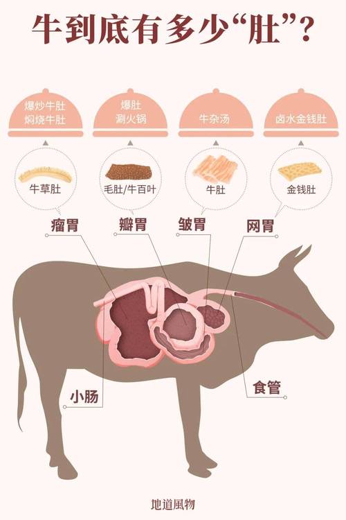 牛的三个胃分别是毛肚是什么