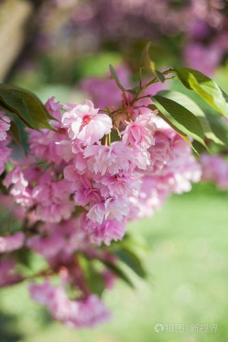 樱花日本樱花春天盛开的花园粉红色的花朵热