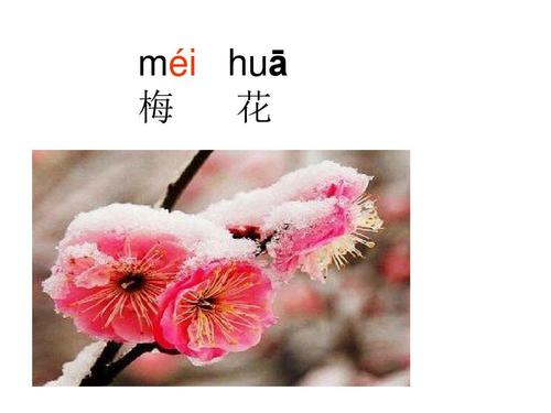 苏教版小学一年级语文拼音 méi huā 梅 花