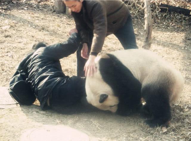熊猫咬伤人后为什么会不吃不喝饲养员道出了真相活该被咬