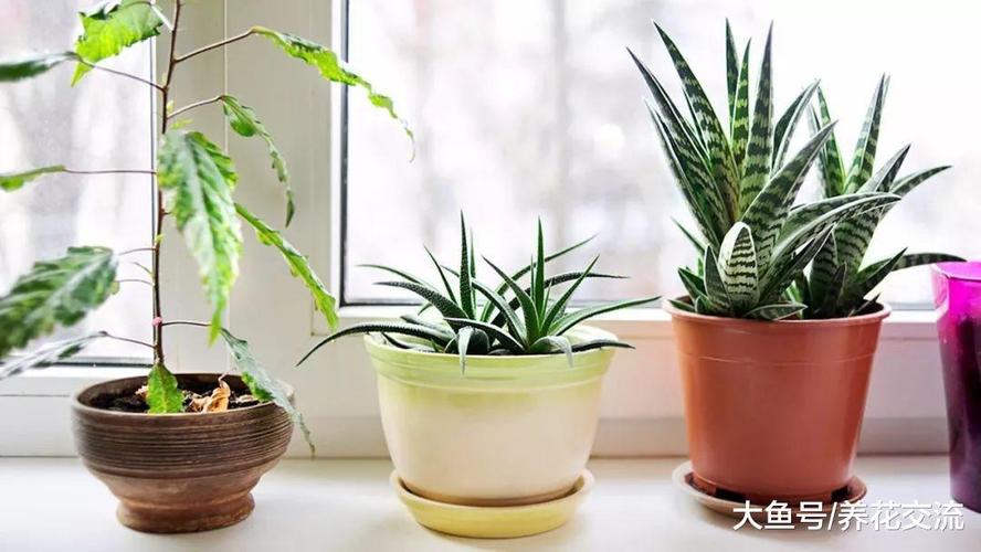 这7种清新优雅的盆栽绿植特别适合养客厅和卧室你家里有几种