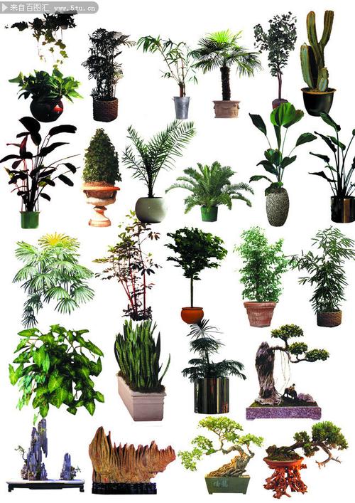 室内装饰盆栽植物图片素材
