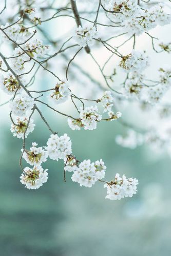 唯美而纯净,淡雅而富有诗意 樱花灿烂,春意馥郁 在温暖的春风里 来看