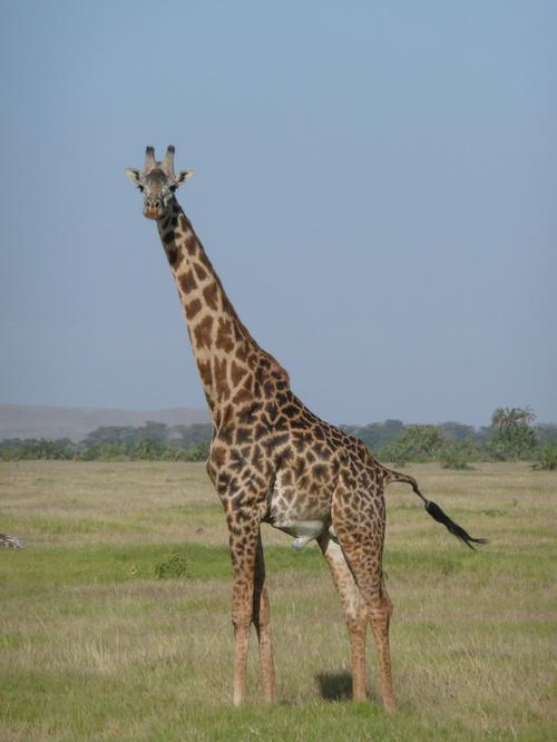 世界最高动物长颈鹿图片第8张