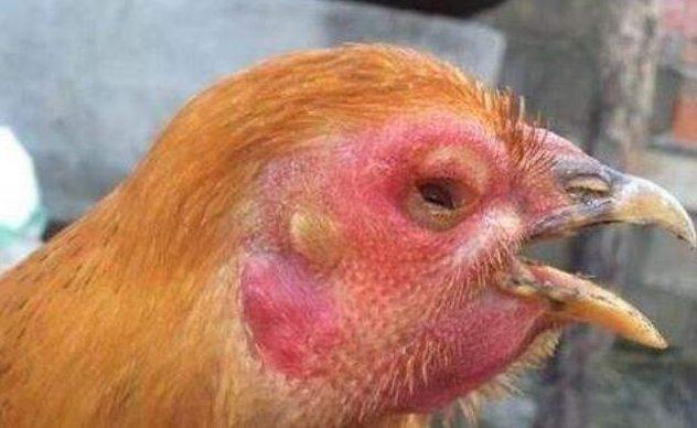 鸡传染性喉气管炎的防治