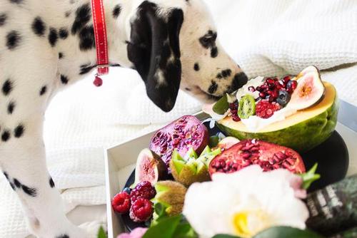 狗可以吃哪些水果兽医对狗狗友好的6种常见水果