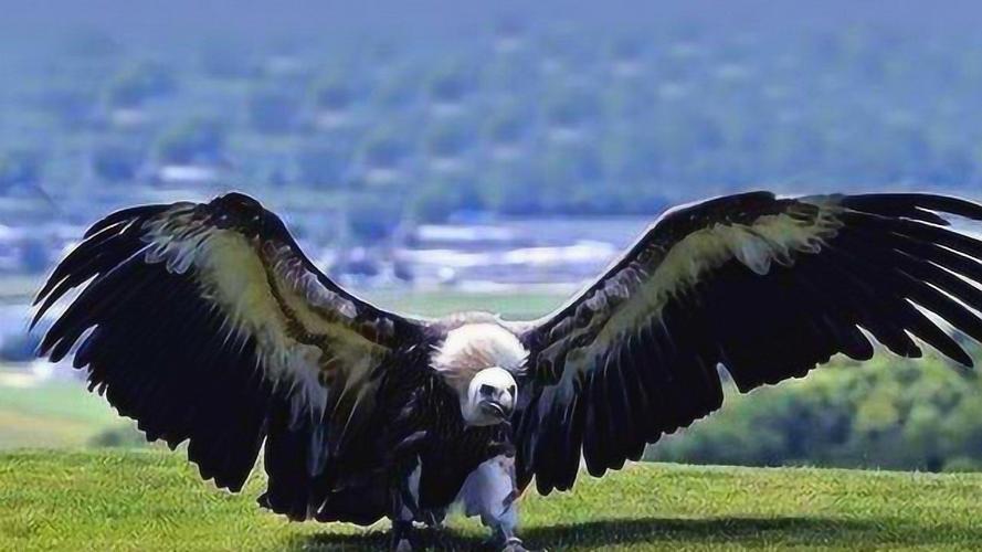 全世界最大的鸟,身长高达8米多,空中的霸主!