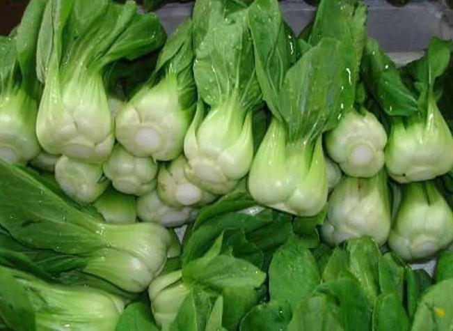 白菜根的功效与作用_上海青白菜功效与作用_青枣子的功效与作用