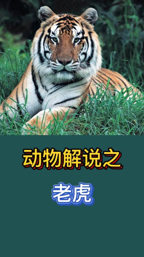 动物解说之 老虎,我们来简单的认识一下老虎