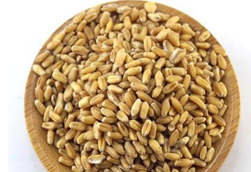 小麦的功效与作用及食用方法禁忌