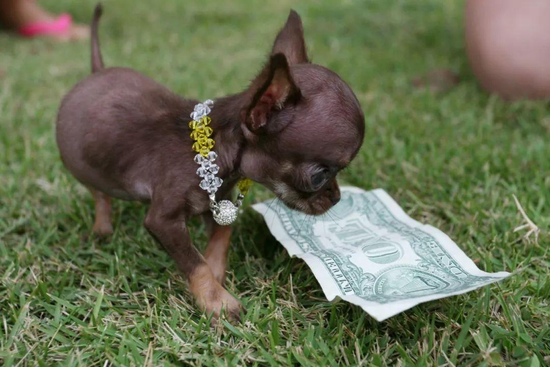 23,吉尼斯世界记录里面体型最小的狗狗是一只叫milly的吉娃娃.