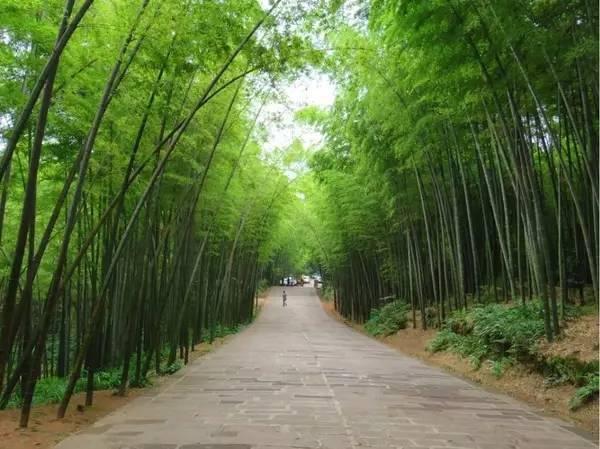 中国哪里的竹林最壮观,最值得去的竹林在哪里?蜀南竹海不得不去