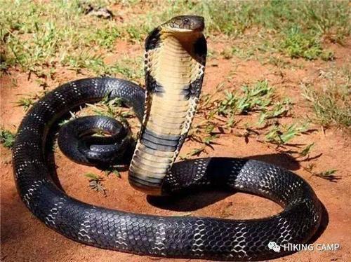 广西境内常见的几种毒蛇简介