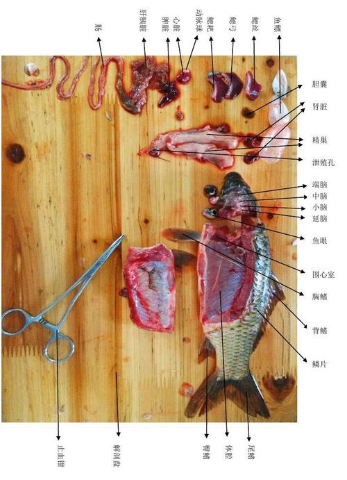 鲤鱼解剖