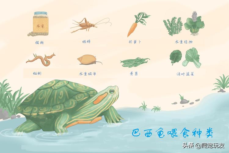 巴西龟吃什么幼年巴西龟通常偏向肉食性