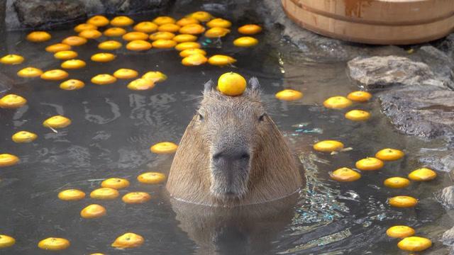 水豚顶着橘子泡温泉,这表情动作也太可爱了