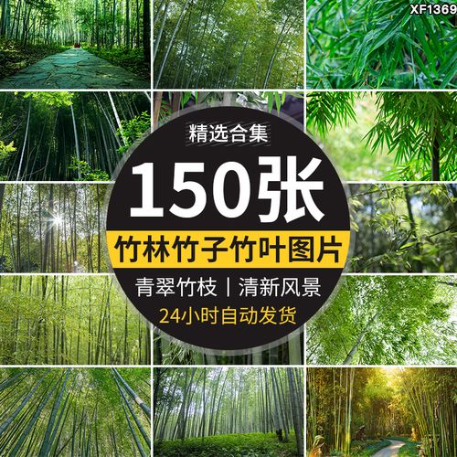 竹子图片大全高清图片 摄影