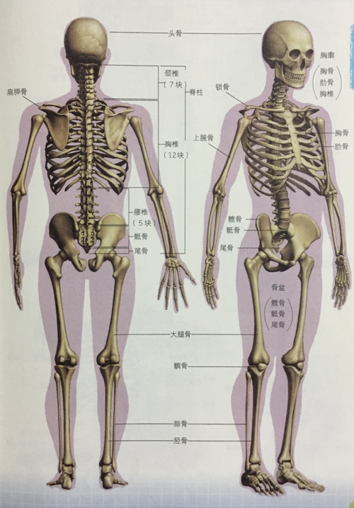 人体骨骼共有多少块