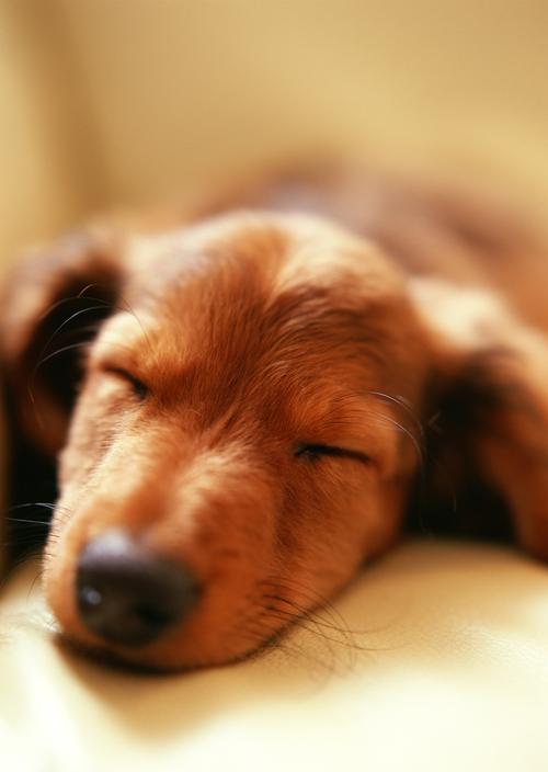 狗狗睡觉图片可爱搞笑