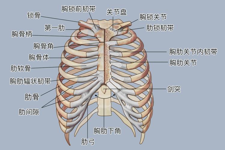 胸部结构图主要作用胸部的基本结构是骨性胸廓,前为胸骨,后为胸椎