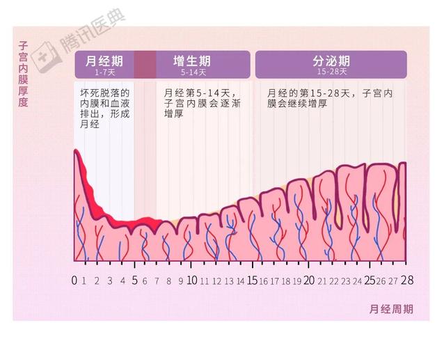到了月经周期的第15-28天(分泌期),子宫内膜会继续增厚,逐渐变得厚且