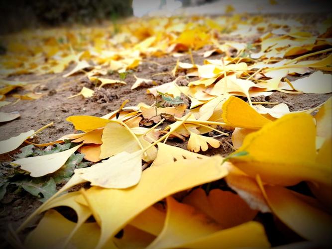 秋天的诗——银杏叶黄