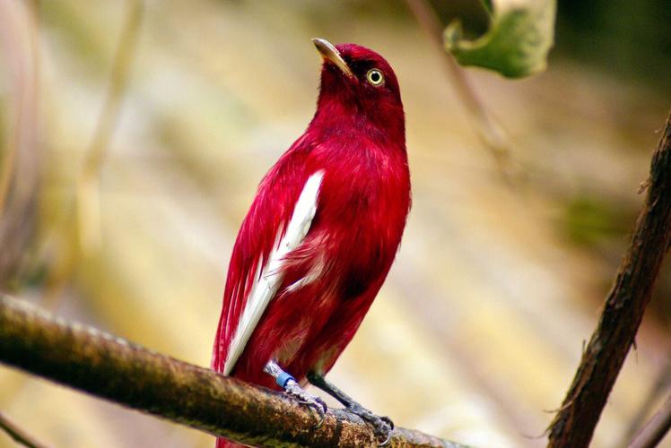非常漂亮的鸟,它穿着一件迷人的紫红色外套,这在其它鸟类身上很难看到