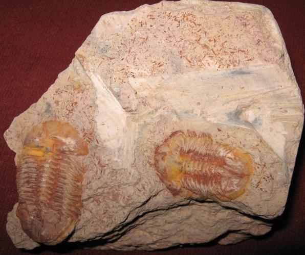 p>三叶虫化石,古时称作燕子石,也叫 a href=