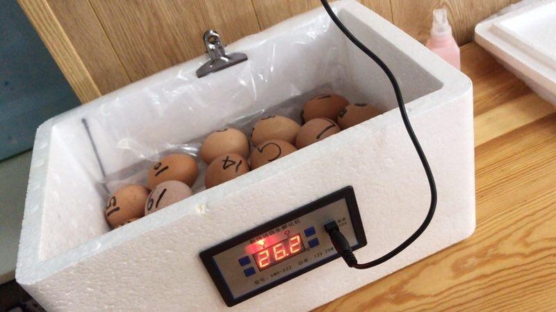 蛋宝宝静静待在孵化器里,在温度,湿度适宜 的环境中,孕育着生命.