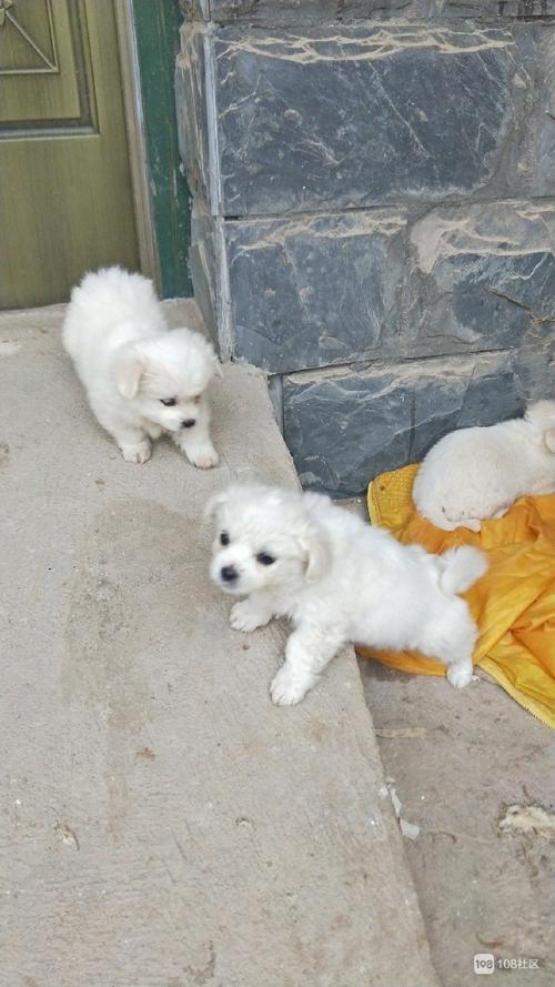 三只小白狗