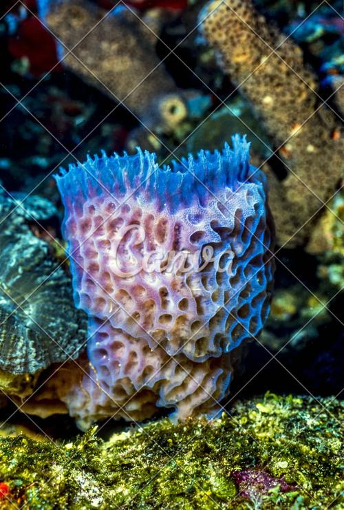 珊瑚礁石洪都拉斯水下海绵潜水生物摄影海洋图片