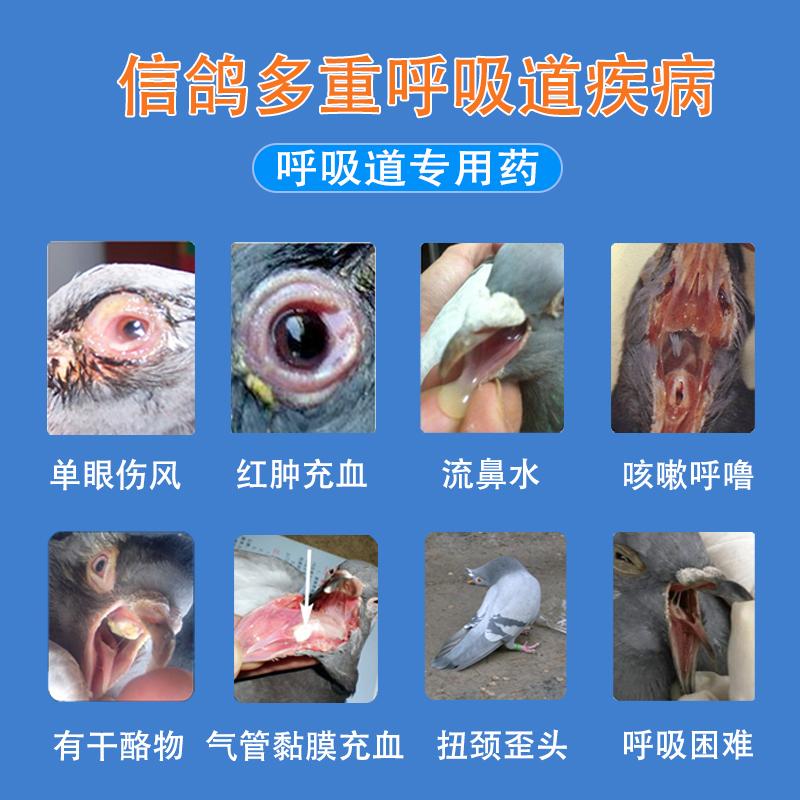 鸽子禽流感的症状和治疗方案