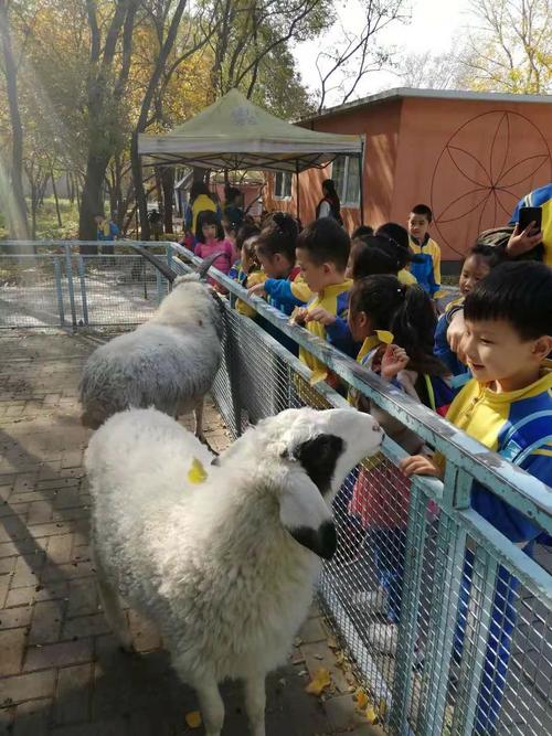其它 山南幼儿园秋游活动——参观辽阳动物园 参观小休时间,孩子们围