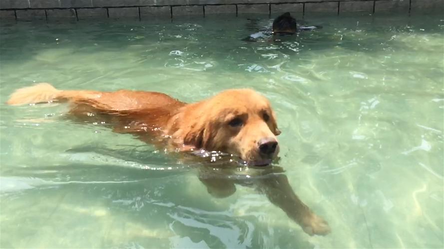 狗刨游泳图片大全