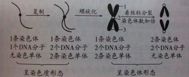 染色体与染色单体?