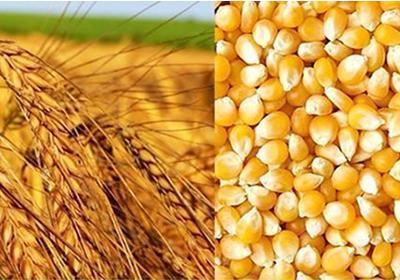 而国家临储拍卖受抑于价格较高,市场有效供应有限,导致小麦市场供需略