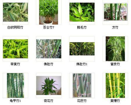 竹子种类