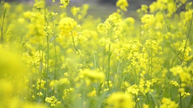 14万余亩油菜已经陆续开花,盘州大地上金黄色的油菜花在微风中摇曳